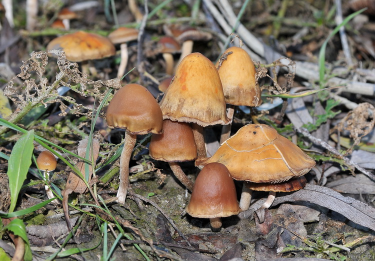 Galerina? (cfr. Hypholoma ericaeum)